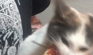 Kitty Goes Berserk for Pizza