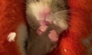 Baby Gerbil Dreams of Snacks