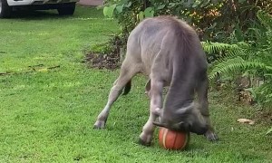 Buffalo Having a Ball