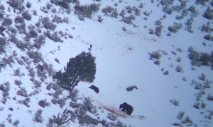 Wolf Pack Surrounds a Grizzly Bear
