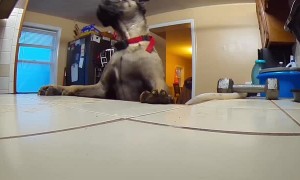 Dog Caught Banana Thieving