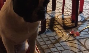 Doggo Drools for Sweet Soup