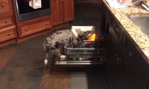 Cute Corgi Cleans the Dishes