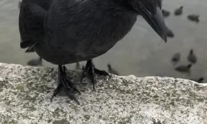 Petting a Jackdaw