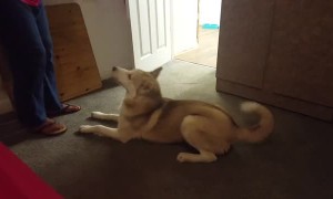 Stubborn husky hates bath time and is very vocal about it