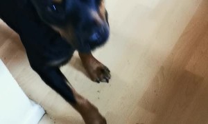 Dog Engages in Fierce Duel with Pet Blow Dryer