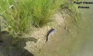 Fish Doesn't Want to Leave New Friend