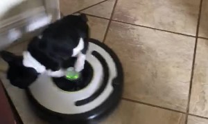 Bean Rides a Roomba