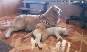 Adorable Doggo Cuddles Sleepy Cat