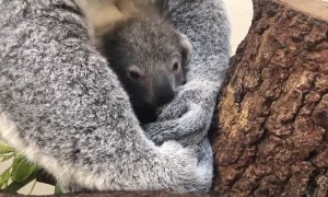 Koala born at Zoo Miami named ‘Hope’ in honor of Australian wildfire victims