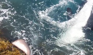 Orca Whales Chasing a Stingray in New Zealand
