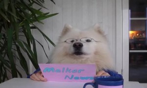 Cute samoyed Melker present News