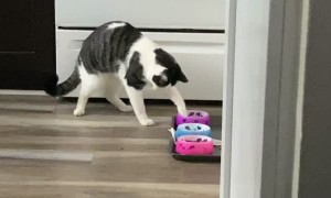 Kitty Eats Like a Raccoon