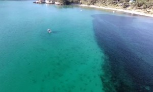 Hundreds of Sharks Spotted Moments After Snorkelling