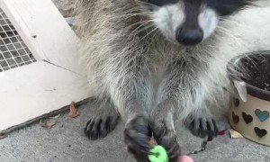 Raccoon is Serious about Cereal