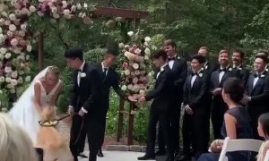 This Golden Retriever ring bearer is just what every wedding needs