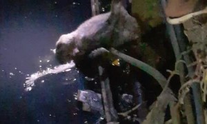 Stray Dog Rescued from Deep Drain