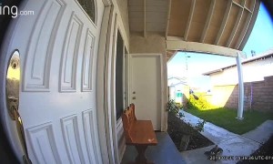 Doorbell Camera Capture Feathers Flying