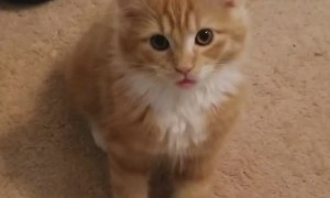 Kitten Can't Tame its Tongue