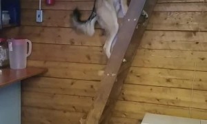 Cool Pup Learned to Climb Ladders