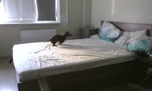 Puppy totally loses it after being allowed to play on bed