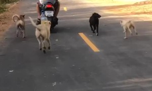 Street Dogs Love Man on Scooter