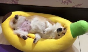 Fruit is the Perfect Fit for Corgi