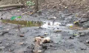 Pups Playing in the Mud