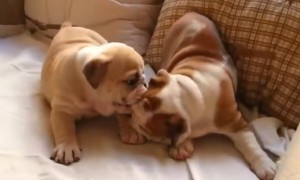 English Bulldog puppies have the cutest playtime 