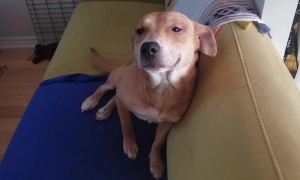 Sweet Rescue Doggo Smiles for Pets