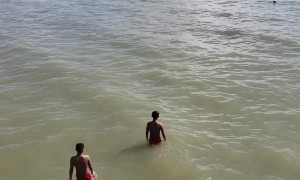 Dolphin Zooms by Beach Swimmers