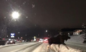 Moose Crosses through Traffic on Icy Road