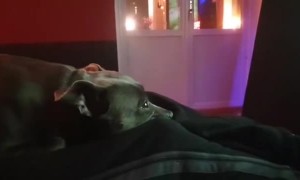 Pup proves it's man's best friend by watching owner play video games