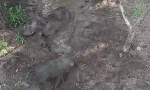 Happy Hogs Having Family Time