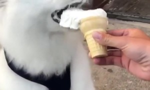 It's ice cream time for this adorable samoyed puppy