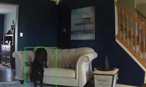 Wake Up, Stretch and Sleep