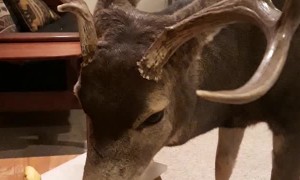 Mule Deer Stops by for a Snack