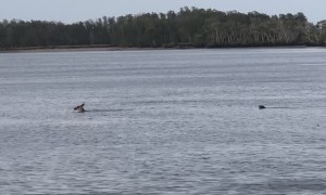 Kangaroo and Dog Locked in a Bizarre Duel