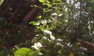 Large Tree Falls Moments Before Being Felled