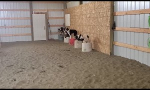 Impressive Display of Stock Dog Obedience