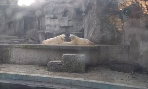 Couple of Kissing Polar Bears