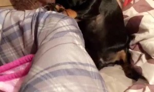 Pup Grumbles About New Brother