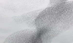 Mesmerizing video shows thousands of birds flying in pattern