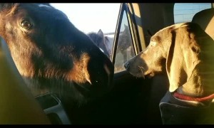 Horses Say Hello to the Dog