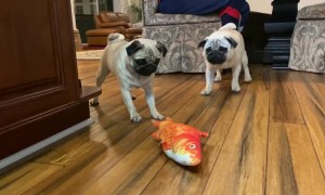 Two Pugs and a Fish
