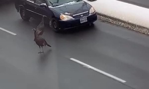 Turkeys Take it Out on Traffic