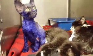 Kitten Was Dyed Purple And Thrown As Bait To Fighting Dogs
