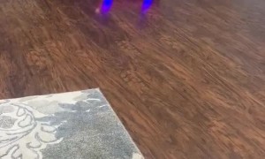 Hoverboard Toddler
