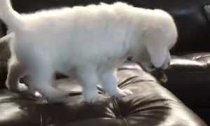 Polly the Precious Pup Pounces