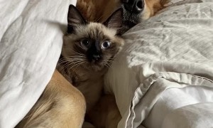 Kitty and Doggo Comfortably Snuggle
